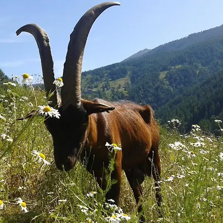 Casalpaca Con Sauna A Bed & Breakfast 3*